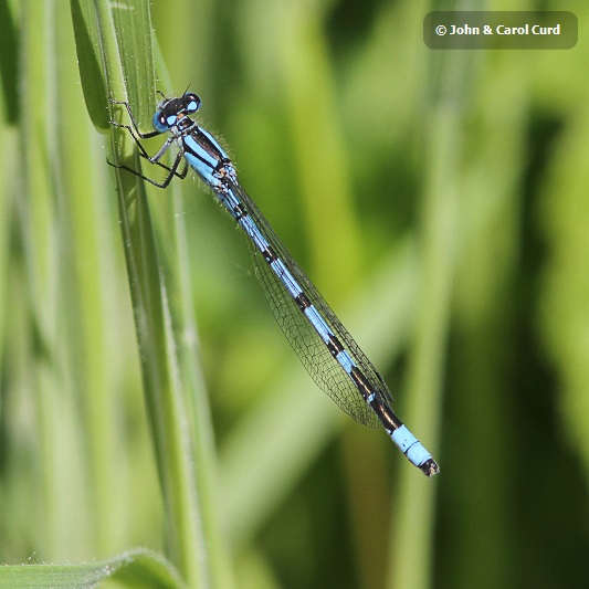 J01_2725 Enallagma cyathigerum male.JPG